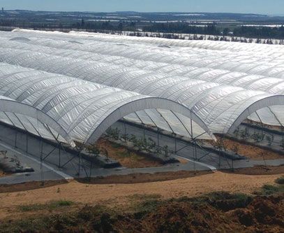Greenhouse Woven Plastic 11 mil - Solarig 182
